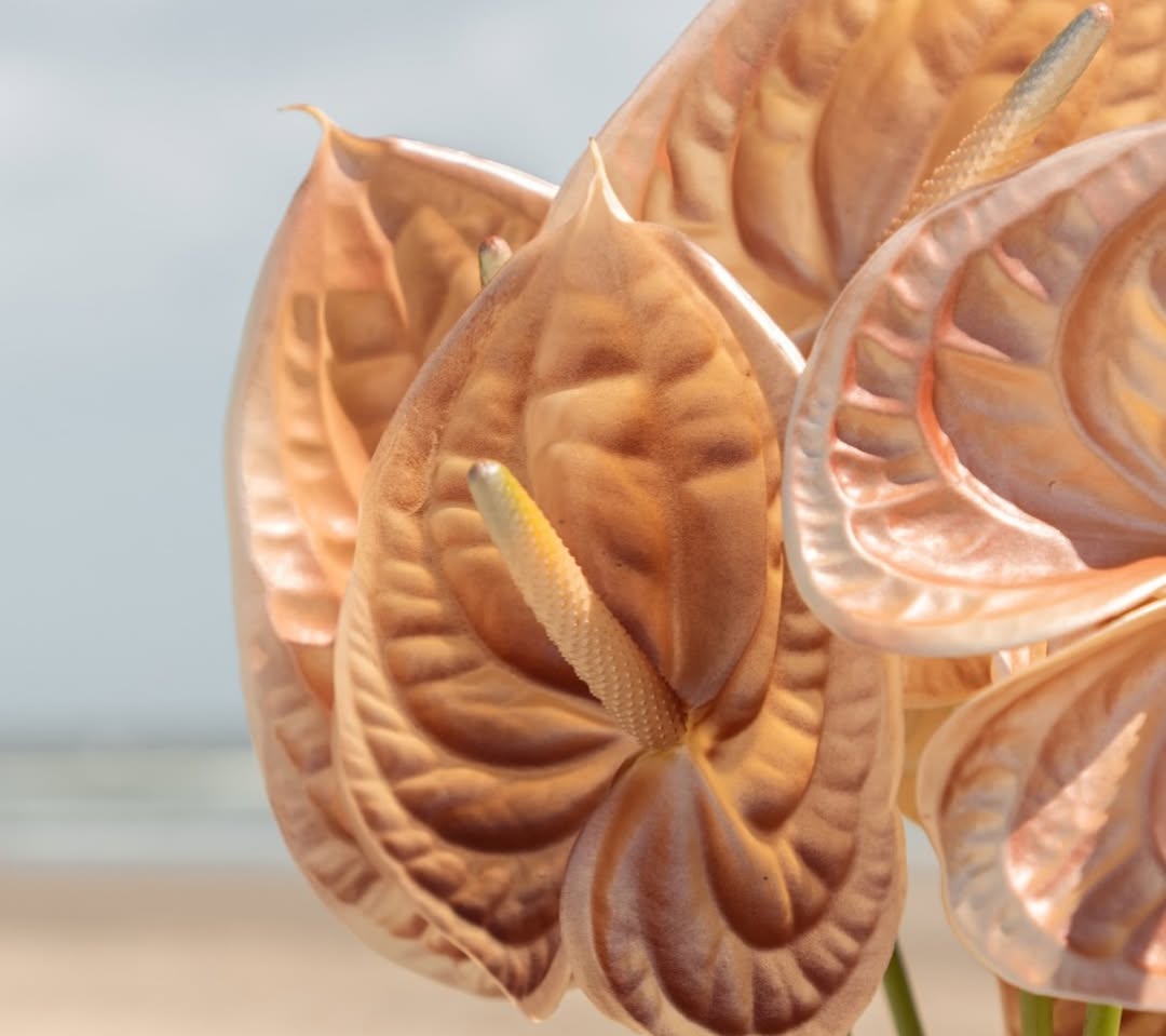 Fleura Flower Gallery