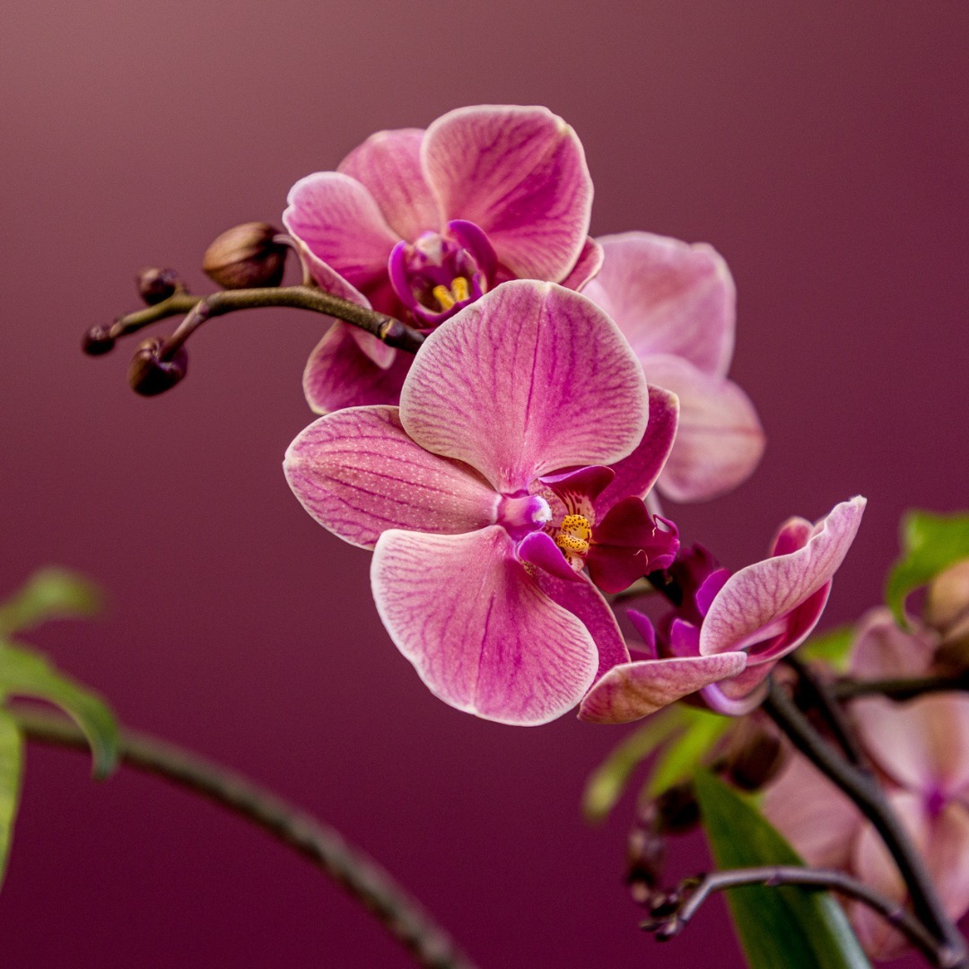 Fleura Flower Gallery