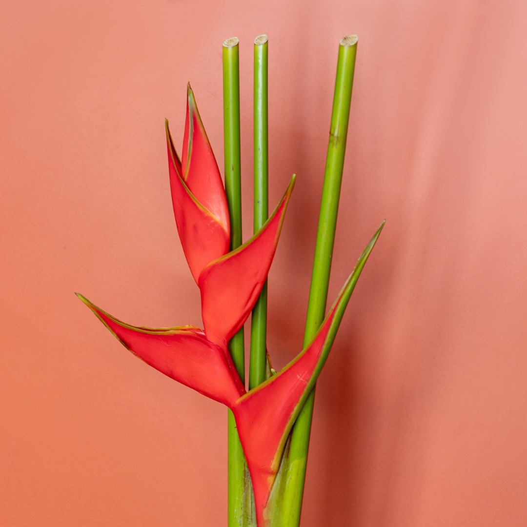 Fleura Flower Gallery