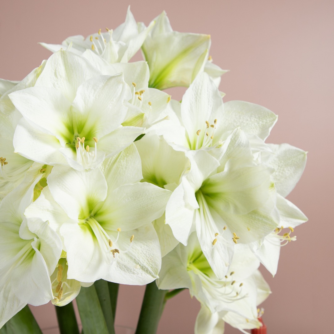 Fleura Flower Gallery