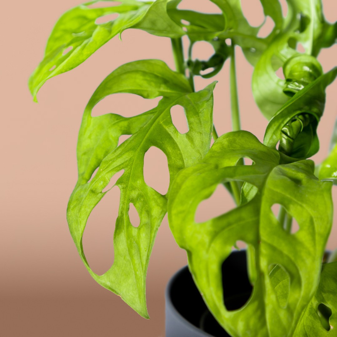 Fleura Flower Gallery