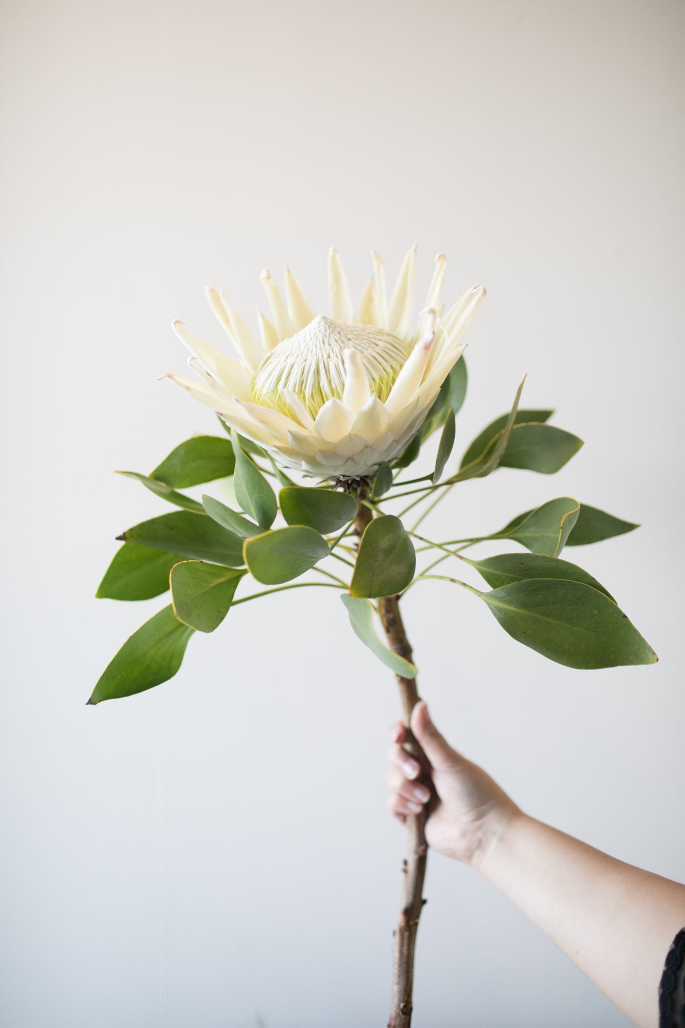 Fleura Flower Gallery