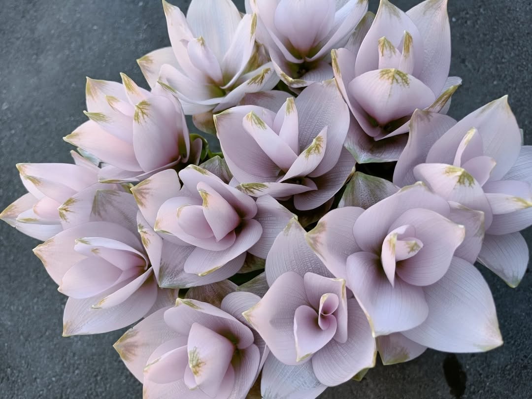 Fleura Flower Gallery